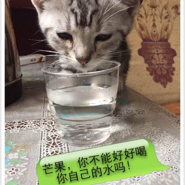 购买假日本都留文科大学文凭毕业证